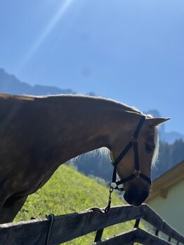 4 Jähre Hafi Stute, Monika , Pferd kaufen, Südtirol 