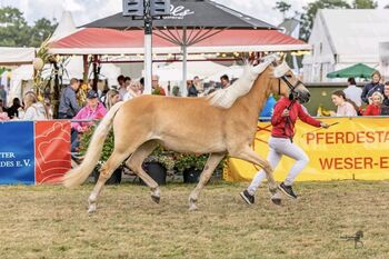 4-jährige Haflinger Stute Staatsprämienanwärterin, Dorn, Horses For Sale, Schortens 