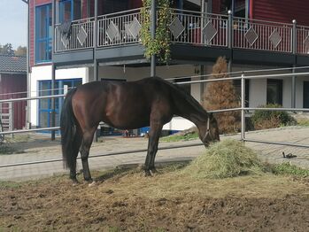 4-jährige kleine Stute zu verkaufen, Sabine P., Pferd kaufen, Markt Bibart