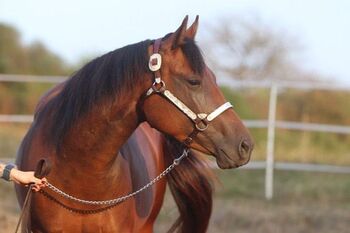 4 jährige QH Stute zu verkaufen