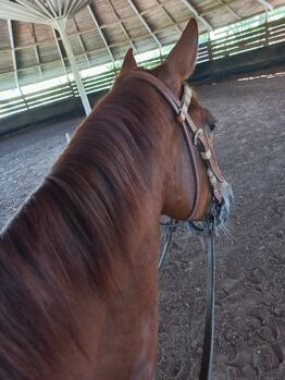 4 jährige Quarter Horse Stute