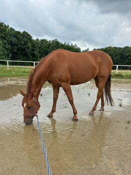 4 jährige Quarter Horse Stute