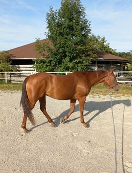 4 jährige Quarter Horse Stute