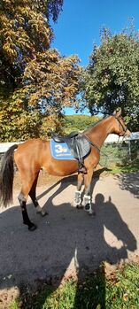 4 jährige Reitpony Stute