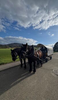 4 Jähriger Percheron Wallach