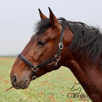 4 jähriger PRE Hengst direkt vom Züchter - ca. 1.65 m, Thomas Adams (Caballos PRE), Pferd kaufen, Bell