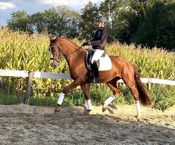 4 jähriger Wallach, Katharina Drexler, Pferd kaufen, Kraiburg
