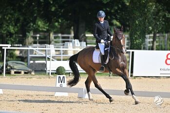 4-jähriger Wallach | Quidam’s Rubin | 172 cm | Verlasspferd, Jasmin Harrer, Pferd kaufen, Hof