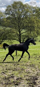 4-Jähriger Trakehner Wallach, Helga , Horses For Sale, Siegen 