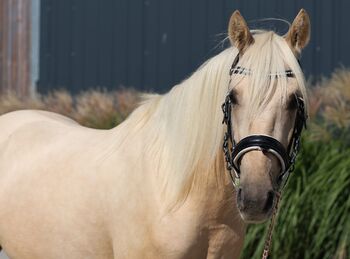 4jähriges Deutsches Reitpony, Martina schill , Konie na sprzedaż, Floss