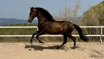 4 jähr PRE Dunkel Buckskin Hengst - aktuell ca. 1.67 m - angeritten, Thomas Adams (Caballos PRE), Konie na sprzedaż, Bell