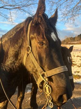 4 Jähriger Percheron Wallach, Diana, Konie na sprzedaż, Waldstetten 