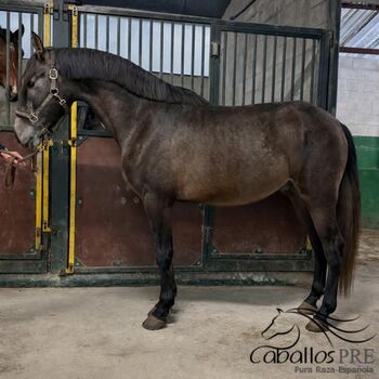 4 jähriger PRE Wallach - angeritten - ca. 1.67 m, Thomas Adams (Caballos PRE), Konie na sprzedaż, Bell