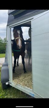4 jähriger Quarter Horse Wallach