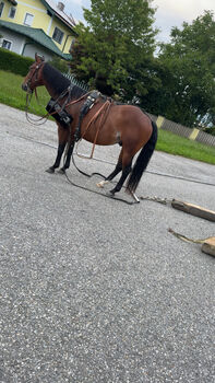 4 jähriger Quarter Horse Wallach