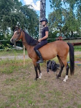 4 jährige Reitpony Stute, Marie, Konie na sprzedaż, Kirchworbis 