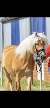 4-jährige Haflinger Stute Staatsprämienanwärterin