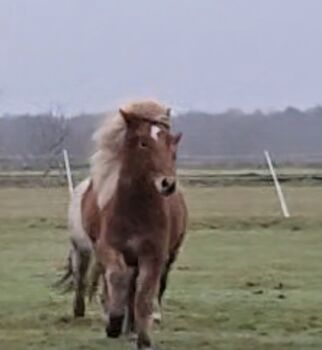 4 jährige kleine Fuchsstute