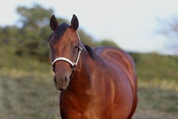 4 jährige QH Stute zu verkaufen, Johanna Rohwer , Horses For Sale, Herborn 