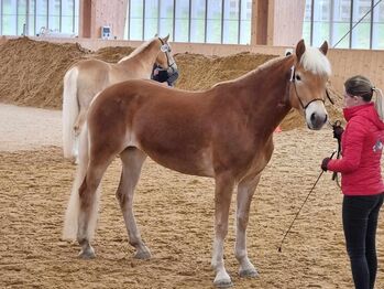 4 jährige  Tiroler Haflingerstute, Gutternig Peter, Horses For Sale, Oberlienz