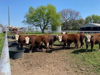 4 Purebred Hereford - Bulls