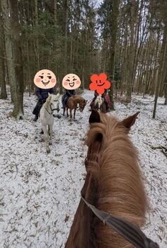 4 Jährige Lusitano Mix Stute sucht neues Zuhause