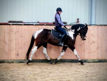 4j. Polnische warmblut Stute 1,59, Klara, Horses For Sale, Chelmno