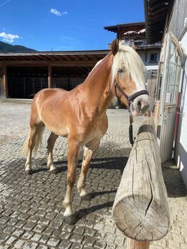 4 Jährigen wunderschönen Haflinger Wallach