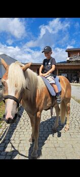 4 Jährigen wunderschönen Haflinger Wallach, Walter De Rigo , Horses For Sale, Boden