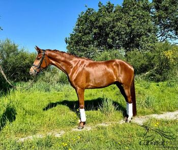 4 jähr CDE Wallach - Bewegungsstark - Valverde - Sandro Hit, Thomas Adams (Caballos PRE), Horses For Sale, Bell