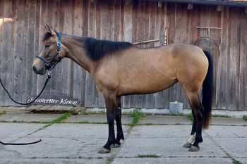 4jährige Dunkelfalb-Stute, Doris Landerdinger , Horses For Sale, Uttendorf