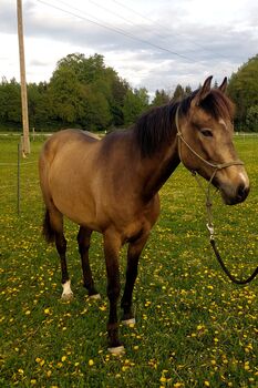4jährige Dunkelfalb-Stute, Doris Landerdinger , Horses For Sale, Uttendorf
