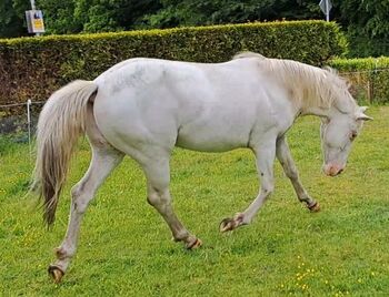 4 jähriges Traumpferd zu verkaufen, Wida Franken , Horses For Sale, Ihlow