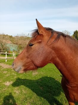 4-jährige Alt-Freiberger Stute zu verkaufen, Dányádi Claudia , Horses For Sale, Zalaszentgrót 