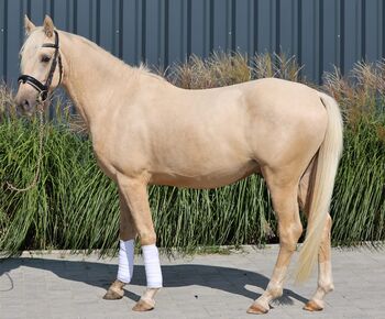 4jähriges Deutsches Reitpony