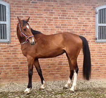 4 jährige Holsteiner Stute mit Handicap, Jens , Horses For Sale, Bodenrode-Westhausen