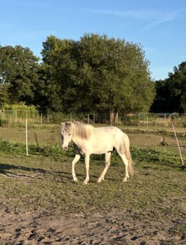4 jähriger Isländer Wallach, Katharina Schuldt, Horses For Sale, Alveslohe