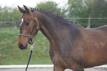 4-jähriger Springnachwuchs mit sehr guten Gängen, Jasmin Wohlmuther, Horses For Sale, St. Pölten