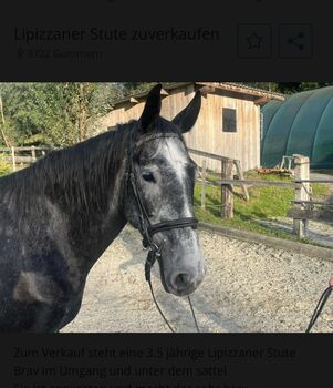 4 jährige Stute, Katja Mühlbacher, Horses For Sale, Feldkirchen 