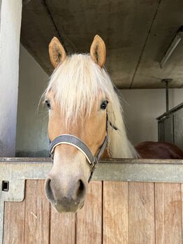 4 jährige Mosti, Sophie Kneidinger, Horses For Sale, Am Landlberg