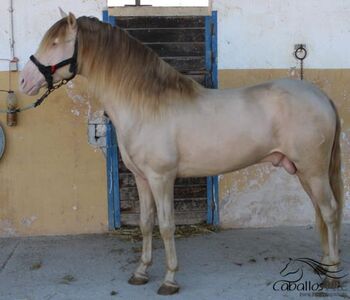 4 jähr. PRE Perlino Hengst - angeritten - 1.61 m, Thomas Adams (Caballos PRE), Horses For Sale, Bell