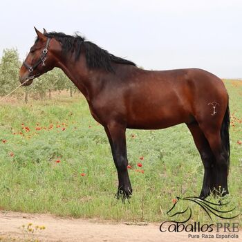4 jähriger PRE Hengst direkt vom Züchter - ca. 1.65 m