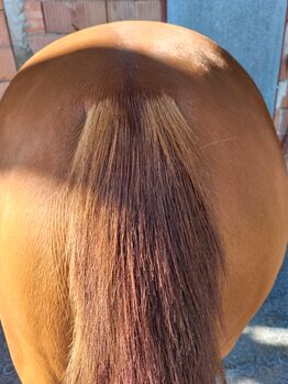 4 jährige Quarter Horse Stute