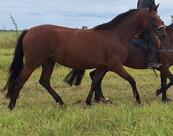 4 jährige, sehr dominante Stute Sanny, Franziska Hommel, Horses For Sale, Delitzsch