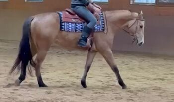 4jährige American Quarter Horse Stute