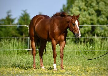 4yo gelding, Not Ruf at All x Walla Walla Whiz