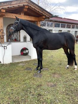 4j. Fürst toto x Danone, Eva Wankmüller , Horses For Sale, Telfes im Stubai