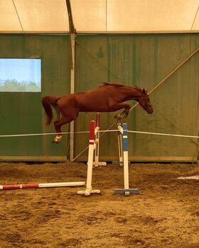 4yo sporthorse gelding – showjumping future star