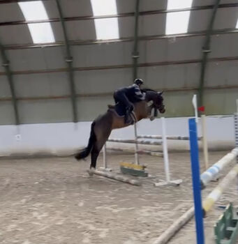 5 j Tunierpferd suchen neues reiter, Carlo, Horses For Sale, Nickelsdorf