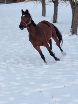 5 jährige Holsteiner Stute, Nachwuchspferd von Hickstead Blue